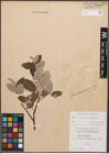 Foto von Salix caprea L. x Salix lapponum L.